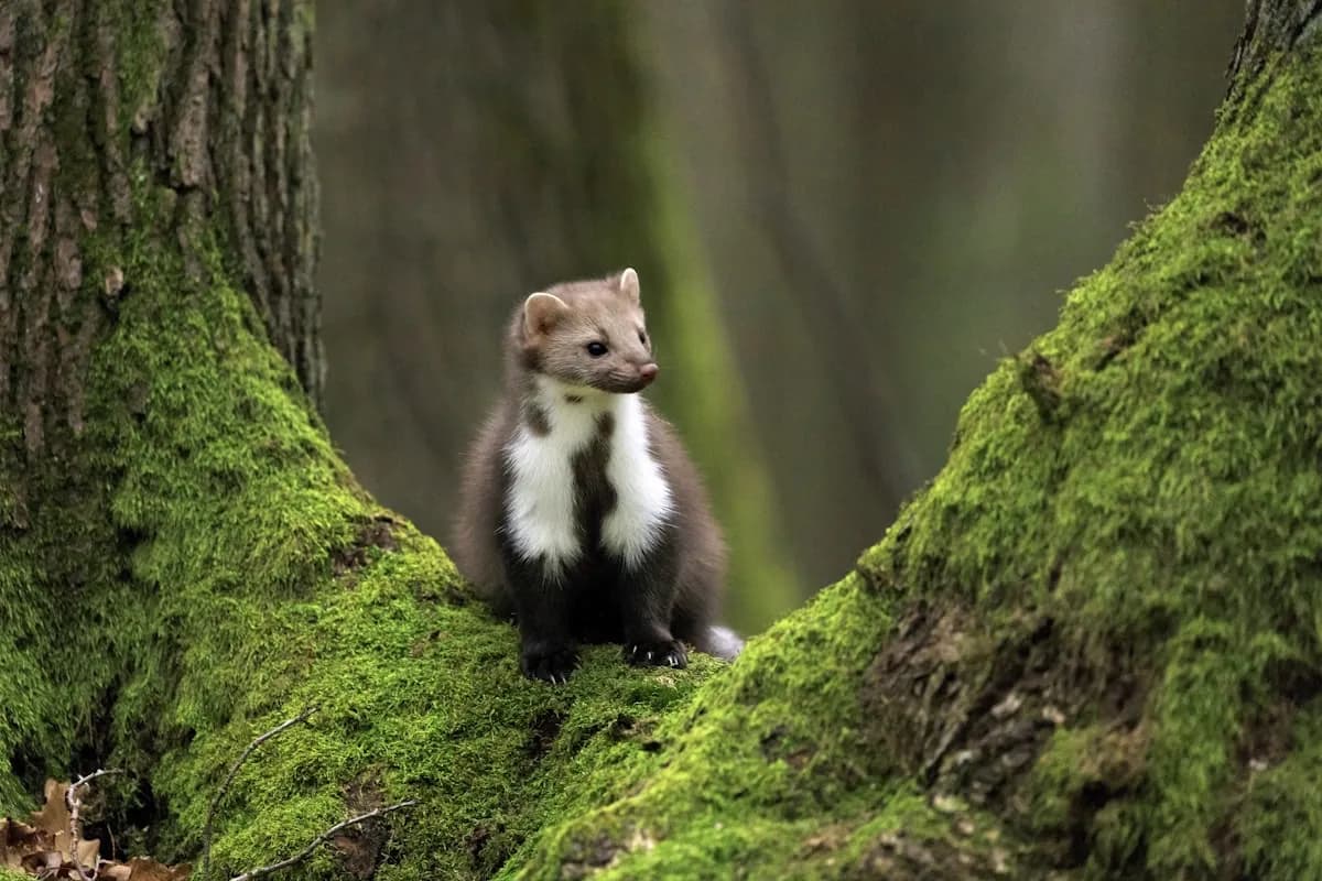 Kuna domowa (kamionka)