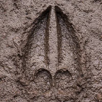 Tropy — Jeleń szlachetny