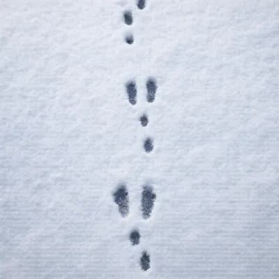 Tropy — Królik europejski (dziki)