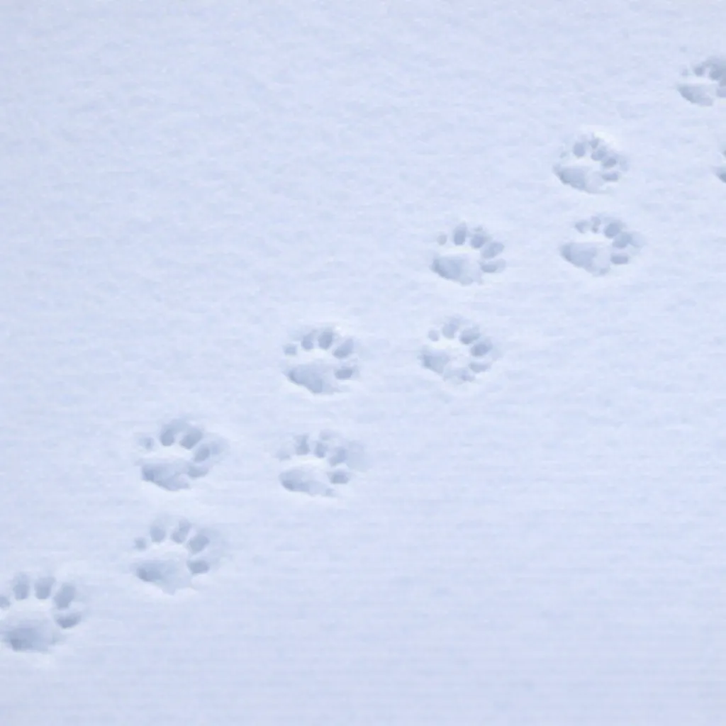 Tropy — Tchórz zwyczajny